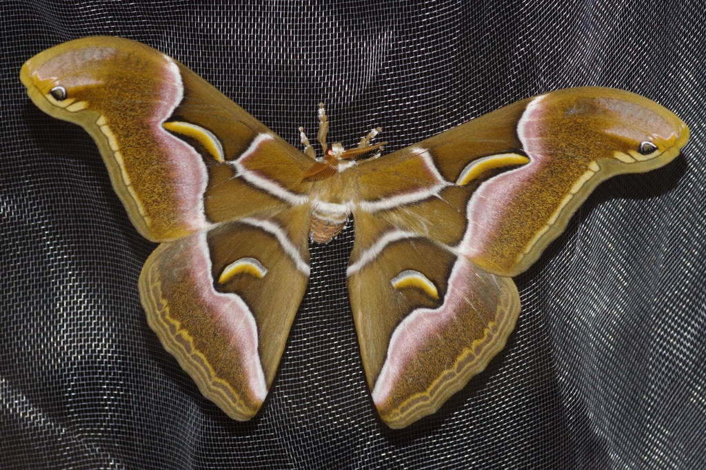 Ailanthus Silkmoth