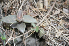 Lenophyllum