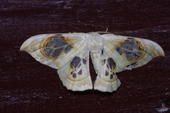 Macrauzata maxima maxima