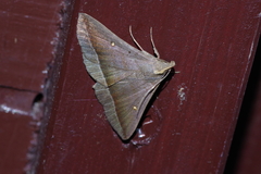 Hadennia obliqua