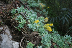 Sedum palmeri