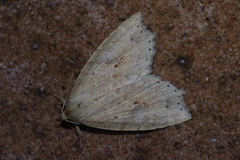 Olulis puncticinctalis