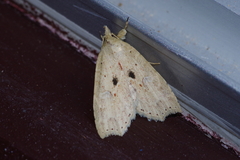 Olulis puncticinctalis