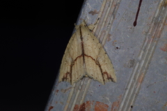 Olulis puncticinctalis