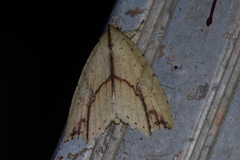 Olulis puncticinctalis