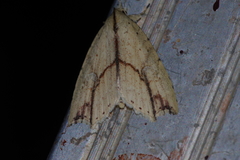 Olulis puncticinctalis