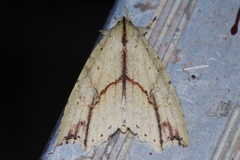 Olulis puncticinctalis