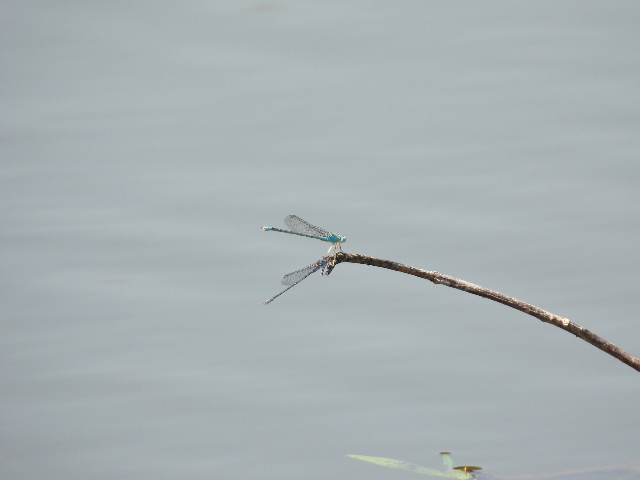 Three-Lined Sprite