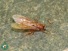Labidus