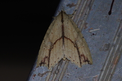 Olulis puncticinctalis