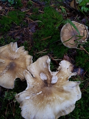Tricholoma arvernense