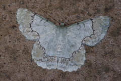 Pingasa ruginaria pacifica