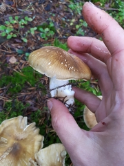 Tricholoma arvernense