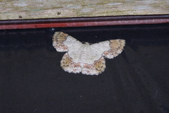 Pingasa ruginaria pacifica