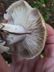 Tricholoma arvernense