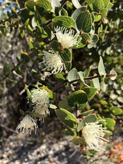 Hakea ferruginea
