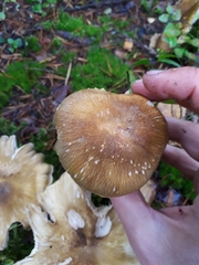 Tricholoma arvernense