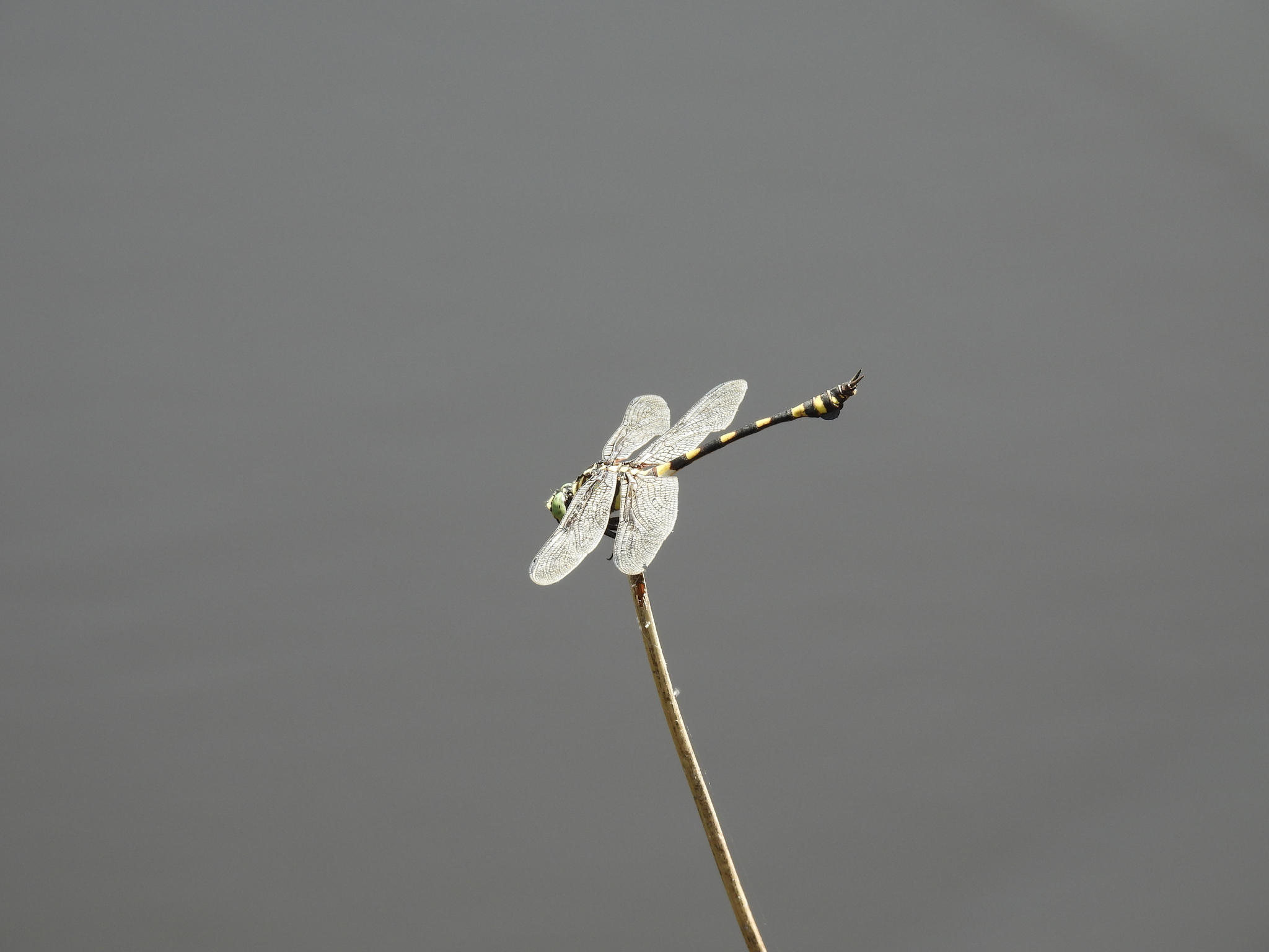 Indian Common Clubtail