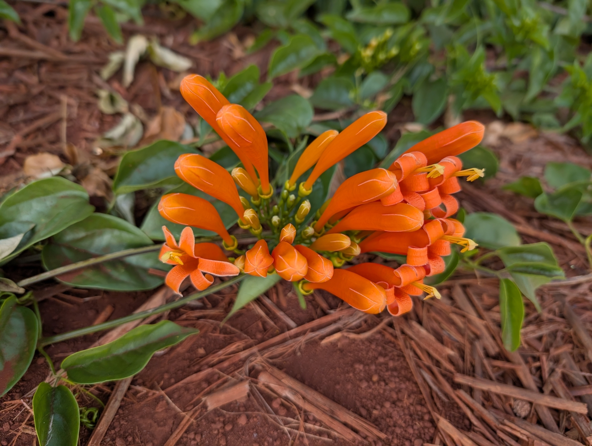 Pyrostegia venusta