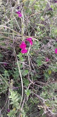 Salvia macellaria
