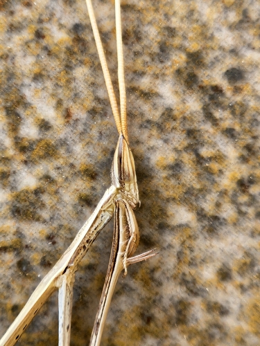 Indian Grass Mantis