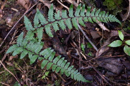 Athyrium epirachis iNat (1)