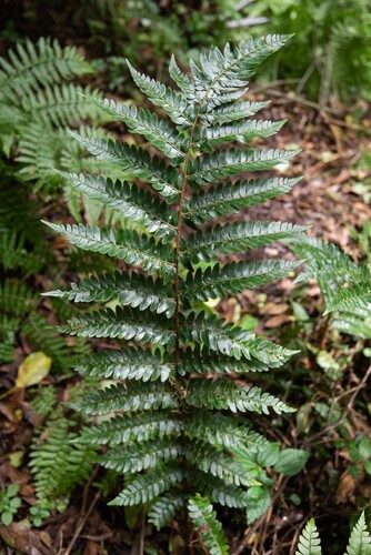 Polystichum grandifrons iNat (2)