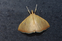 Hyalobathra illectalis