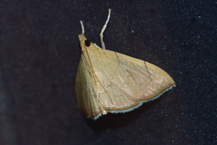 Hyalobathra illectalis