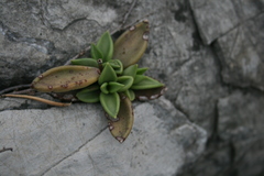Lenophyllum texanum