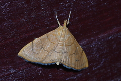 Hyalobathra illectalis
