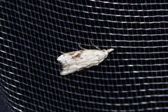 Peragrarchis syncolleta