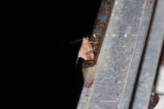 Olulis japonica