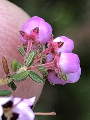 Erica bicolor