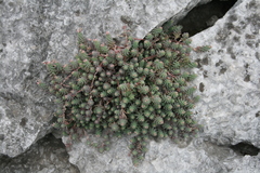 Sedum potosinum