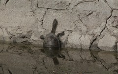 Hydromedusa tectifera