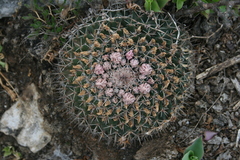 Mammillaria meiacantha