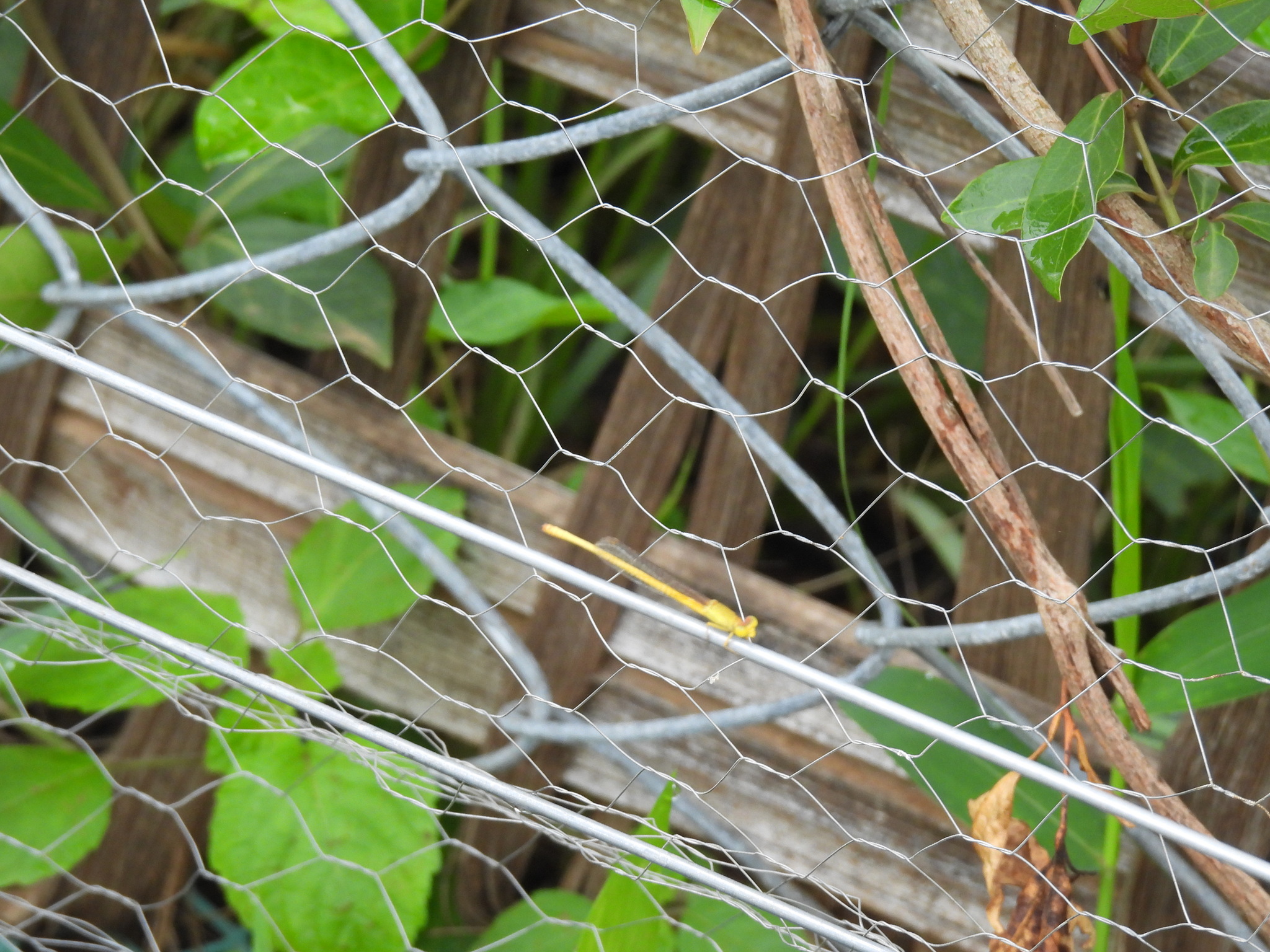 Sindhudurg Marsh Dart