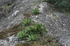 Agave univittata