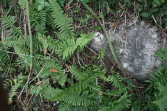 Polypodium plesiosorum plesiosorum