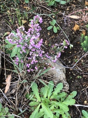 Erica bicolor