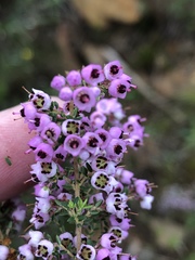 Erica bicolor