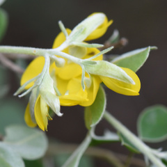 Argyrolobium tomentosum