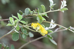 Argyrolobium tomentosum