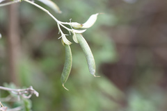 Argyrolobium tomentosum