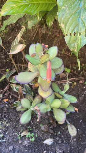 Kalanchoe streptantha