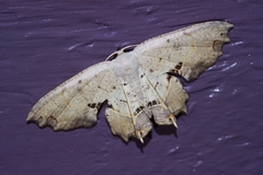 Dysaethria flavistriga