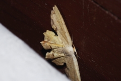 Dysaethria flavistriga