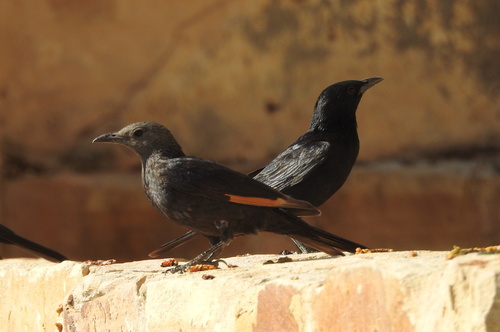 Tristram's Starling