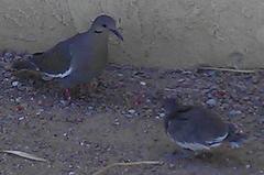 Patagioenas